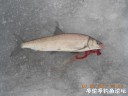 Filename=attachID_28024_postID_255901_DSCN0596.JPG
Filesize=100KiB
Dimensions=1000x750
Date added=Mar 25, 2017 attachID_28024_postID_255901_DSCN0596.JPG