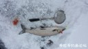 Filename=attachID_28080_postID_256350_20170311_085531.jpg
Filesize=72KiB
Dimensions=1000x562
Date added=Mar 25, 2017 attachID_28080_postID_256350_20170311_085531.jpg