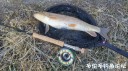 Filename=attachID_28217_postID_257537_IMG_20170319_042.jpg
Filesize=144KiB
Dimensions=1000x562
Date added=Mar 25, 2017 attachID_28217_postID_257537_IMG_20170319_042.jpg