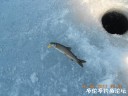 Filename=attachID_28229_postID_257581_DSCN0629.JPG
Filesize=105KiB
Dimensions=1000x750
Date added=Mar 25, 2017 attachID_28229_postID_257581_DSCN0629.JPG