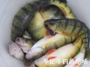 Filename=attachID_28281_postID_258124_p3.jpg
Filesize=44KiB
Dimensions=625x469
Date added=Mar 25, 2017 attachID_28281_postID_258124_p3.jpg