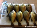 Filename=attachID_28475_postID_259611_IMG_2325.JPG
Filesize=115KiB
Dimensions=1000x750
Date added=May 25, 2017 attachID_28475_postID_259611_IMG_2325.JPG