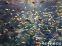 Filename=attachID_28611_postID_260941_IMG_0917.JPG
Filesize=136KiB
Dimensions=1000x750
Date added=May 25, 2017 attachID_28611_postID_260941_IMG_0917.JPG