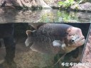 Filename=attachID_28619_postID_260974_IMG_0896.JPG
Filesize=133KiB
Dimensions=1000x750
Date added=May 25, 2017 attachID_28619_postID_260974_IMG_0896.JPG