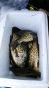 Filename=attachID_28629_postID_261112_IMG_20170409_175928.jpg
Filesize=77KiB
Dimensions=562x1000
Date added=May 25, 2017 attachID_28629_postID_261112_IMG_20170409_175928.jpg