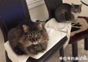 Filename=attachID_28665_postID_261358_xiao_maomao.jpg
Filesize=90KiB
Dimensions=998x703
Date added=May 25, 2017 attachID_28665_postID_261358_xiao_maomao.jpg
