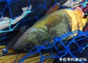 Filename=attachID_28861_postID_263517_5.jpg
Filesize=106KiB
Dimensions=993x713
Date added=May 25, 2017 attachID_28861_postID_263517_5.jpg