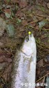 Filename=attachID_28908_postID_263977_20170425_095916.jpg
Filesize=134KiB
Dimensions=562x1000
Date added=May 25, 2017 attachID_28908_postID_263977_20170425_095916.jpg