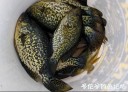 Filename=attachID_29073_postID_264947__00c.jpg
Filesize=100KiB
Dimensions=894x648
Date added=May 25, 2017 attachID_29073_postID_264947__00c.jpg