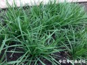 attachID_29129_postID_265341_IMG_2860.JPG
