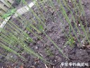 attachID_29130_postID_265341_IMG_2835.JPG