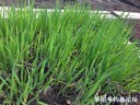 attachID_29131_postID_265341_IMG_2802.JPG