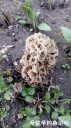 Filename=attachID_29195_postID_266142_2.jpg
Filesize=106KiB
Dimensions=562x1000
Date added=May 25, 2017 attachID_29195_postID_266142_2.jpg