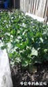 Filename=attachID_29234_postID_266374_20170508_181758.jpg
Filesize=127KiB
Dimensions=562x1000
Date added=May 25, 2017 attachID_29234_postID_266374_20170508_181758.jpg