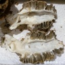 attachID_29261_postID_266612_morel_cut.jpg
