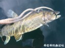 Filename=attachID_29350_postID_267255_9.jpg
Filesize=77KiB
Dimensions=996x754
Date added=May 25, 2017 attachID_29350_postID_267255_9.jpg