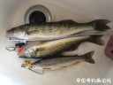 Filename=attachID_29385_postID_267497_IMG_3714.jpg
Filesize=81KiB
Dimensions=1000x750
Date added=May 25, 2017 attachID_29385_postID_267497_IMG_3714.jpg