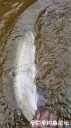 Filename=attachID_29393_postID_267293_20170513_133655.jpg
Filesize=104KiB
Dimensions=562x1000
Date added=May 25, 2017 attachID_29393_postID_267293_20170513_133655.jpg