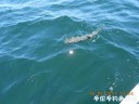 Filename=attachID_29433_postID_267906_DSCN0741.JPG
Filesize=85KiB
Dimensions=1000x750
Date added=May 25, 2017 attachID_29433_postID_267906_DSCN0741.JPG