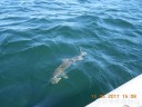 Filename=attachID_29436_postID_267906_DSCN0758.JPG
Filesize=107KiB
Dimensions=1000x750
Date added=May 25, 2017 attachID_29436_postID_267906_DSCN0758.JPG