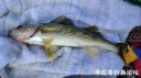 Filename=attachID_29584_postID_269073__00o.jpg
Filesize=93KiB
Dimensions=1000x559
Date added=May 25, 2017 attachID_29584_postID_269073__00o.jpg