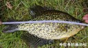 Filename=attachID_29586_postID_269075__00p.jpg
Filesize=156KiB
Dimensions=1000x562
Date added=May 25, 2017 attachID_29586_postID_269075__00p.jpg