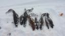 attachID_2961_postID_23345_20140119_162942.jpg