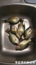 Filename=attachID_29962_postID_272768_IMG_20170611_31518.jpg
Filesize=70KiB
Dimensions=562x1000
Date added=Oct 21, 2017 attachID_29962_postID_272768_IMG_20170611_31518.jpg