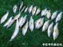 Filename=attachID_30109_postID_273808_IMG_20170617_155128_mh1497737188909.jpg
Filesize=231KiB
Dimensions=1000x750
Date added=Oct 21, 2017 attachID_30109_postID_273808_IMG_20170617_155128_mh1497737188909.jpg