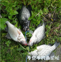 Filename=attachID_30115_postID_273870_20170617.PNG
Filesize=707KiB
Dimensions=590x597
Date added=Oct 21, 2017 attachID_30115_postID_273870_20170617.PNG