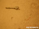 Filename=attachID_30142_postID_274271_DSCN0896.JPG
Filesize=88KiB
Dimensions=1000x750
Date added=Oct 21, 2017 attachID_30142_postID_274271_DSCN0896.JPG