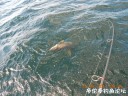 Filename=attachID_30178_postID_274443_DSCN0903.JPG
Filesize=160KiB
Dimensions=1000x750
Date added=Oct 21, 2017 attachID_30178_postID_274443_DSCN0903.JPG