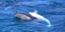 Filename=attachID_3017_postID_23639_003e.jpg
Filesize=134KiB
Dimensions=634x314
Date added=Dec 02, 2016 attachID_3017_postID_23639_003e.jpg