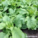 attachID_30325_postID_275522_IMG_3223.JPG