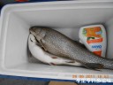 Filename=attachID_30342_postID_275772_DSCN0952.JPG
Filesize=78KiB
Dimensions=1000x750
Date added=Oct 21, 2017 attachID_30342_postID_275772_DSCN0952.JPG