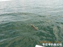 Filename=attachID_30376_postID_276132_DSCN0965.JPG
Filesize=127KiB
Dimensions=1000x750
Date added=Oct 21, 2017 attachID_30376_postID_276132_DSCN0965.JPG