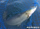 Filename=attachID_30568_postID_277711_32.jpg
Filesize=114KiB
Dimensions=979x734
Date added=Oct 21, 2017 attachID_30568_postID_277711_32.jpg