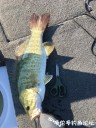 Filename=attachID_30655_postID_278437_IMG_3716.JPG
Filesize=200KiB
Dimensions=750x1000
Date added=Oct 21, 2017 attachID_30655_postID_278437_IMG_3716.JPG