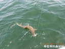 Filename=attachID_30695_postID_278875_DSCN1083.JPG
Filesize=80KiB
Dimensions=1000x750
Date added=Oct 21, 2017 attachID_30695_postID_278875_DSCN1083.JPG