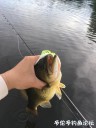 Filename=attachID_30850_postID_280598_IMG_2926.JPG
Filesize=75KiB
Dimensions=750x1000
Date added=Oct 21, 2017 attachID_30850_postID_280598_IMG_2926.JPG