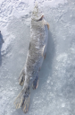 Filename=attachID_3095_postID_24418_pike.png
Filesize=801KiB
Dimensions=507x771
Date added=Dec 02, 2016 attachID_3095_postID_24418_pike.png