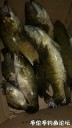 Filename=attachID_30968_postID_281539_WeiXinTuPian_20170811131423.jpg
Filesize=76KiB
Dimensions=563x1000
Date added=Oct 21, 2017 attachID_30968_postID_281539_WeiXinTuPian_20170811131423.jpg