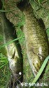 Filename=attachID_31046_postID_281897_IMG_20170819_214619_1503199986940.jpg
Filesize=130KiB
Dimensions=562x1000
Date added=Oct 21, 2017 attachID_31046_postID_281897_IMG_20170819_214619_1503199986940.jpg