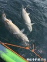 Filename=attachID_31063_postID_281934_IMG_210228229.jpg
Filesize=113KiB
Dimensions=750x1000
Date added=Oct 21, 2017 attachID_31063_postID_281934_IMG_210228229.jpg