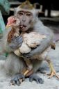 Filename=attachID_3106_postID_24681_002.jpg
Filesize=64KiB
Dimensions=356x535
Date added=Dec 02, 2016 attachID_3106_postID_24681_002.jpg