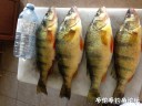 Filename=attachID_31113_postID_282374_IMG_3662.JPG
Filesize=113KiB
Dimensions=1000x750
Date added=Oct 21, 2017 attachID_31113_postID_282374_IMG_3662.JPG