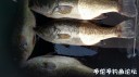 Filename=attachID_31115_postID_282386___27c.jpg
Filesize=84KiB
Dimensions=1000x561
Date added=Oct 21, 2017 attachID_31115_postID_282386___27c.jpg