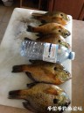 Filename=attachID_31118_postID_282427_IMG_3659.JPG
Filesize=97KiB
Dimensions=750x1000
Date added=Oct 21, 2017 attachID_31118_postID_282427_IMG_3659.JPG
