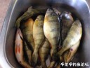 Filename=attachID_31390_postID_284748_IMG_3823.JPG
Filesize=106KiB
Dimensions=1000x750
Date added=Oct 21, 2017 attachID_31390_postID_284748_IMG_3823.JPG