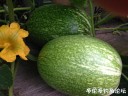attachID_31397_postID_284834_IMG_3825.JPG